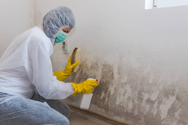 Best HVAC Mold Remediation in Parsippany, NJ