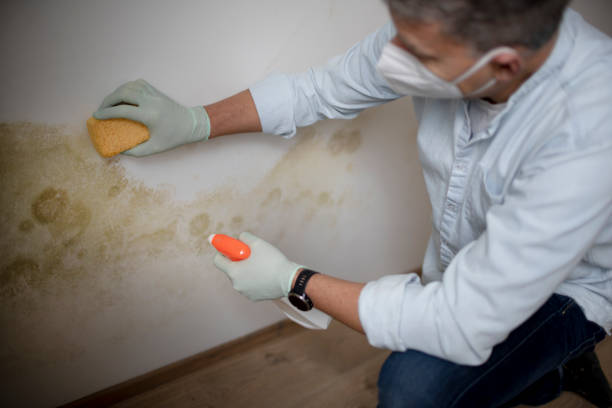 Best Post-Flood Mold Remediation in Parsippany, NJ