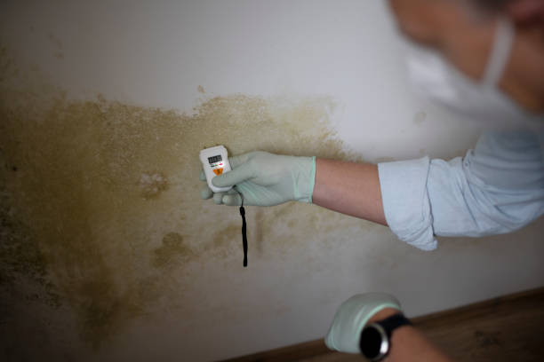 Best Kitchen Mold Remediation in Parsippany, NJ